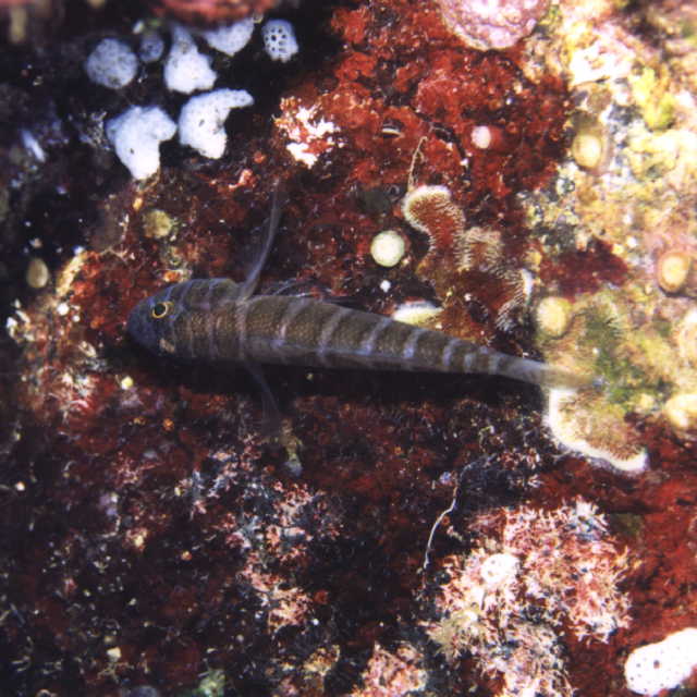 Priolepis cincta